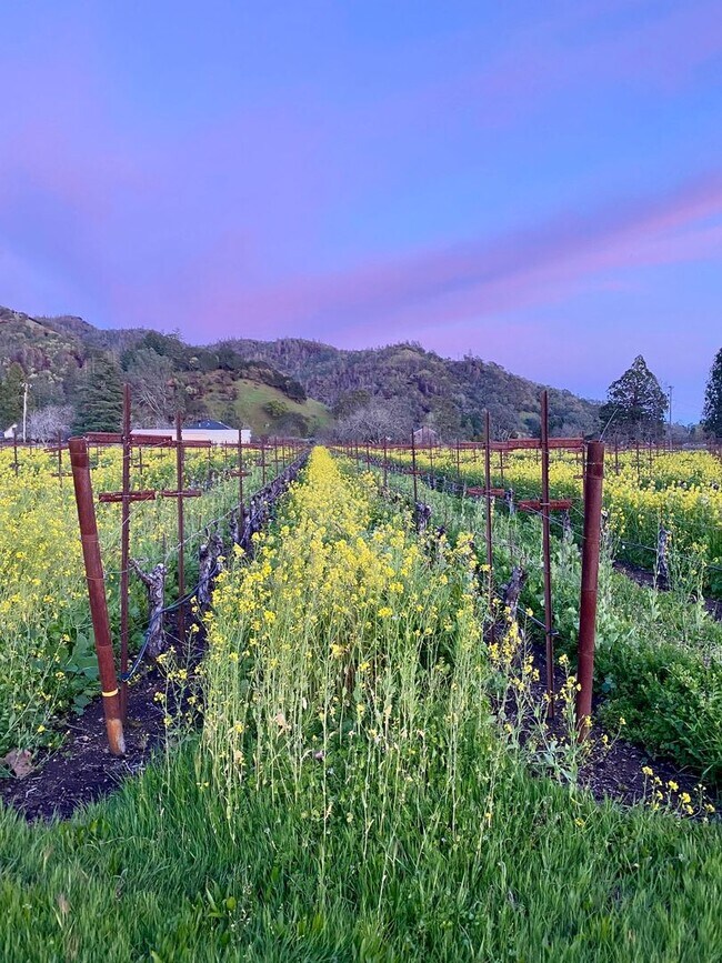 Building Photo - Fully Furnished Stunning Calistoga Retreat