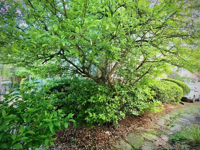 Building Photo - 9/1 Beautiful Hidden GEM. 2 Blocks from Wa...
