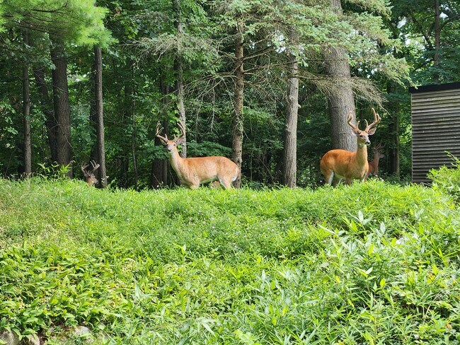 Visitors - 6666 Bloomfield Ln