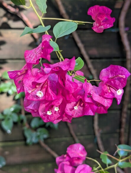 Backyard plants - 910 NW 29th Pl