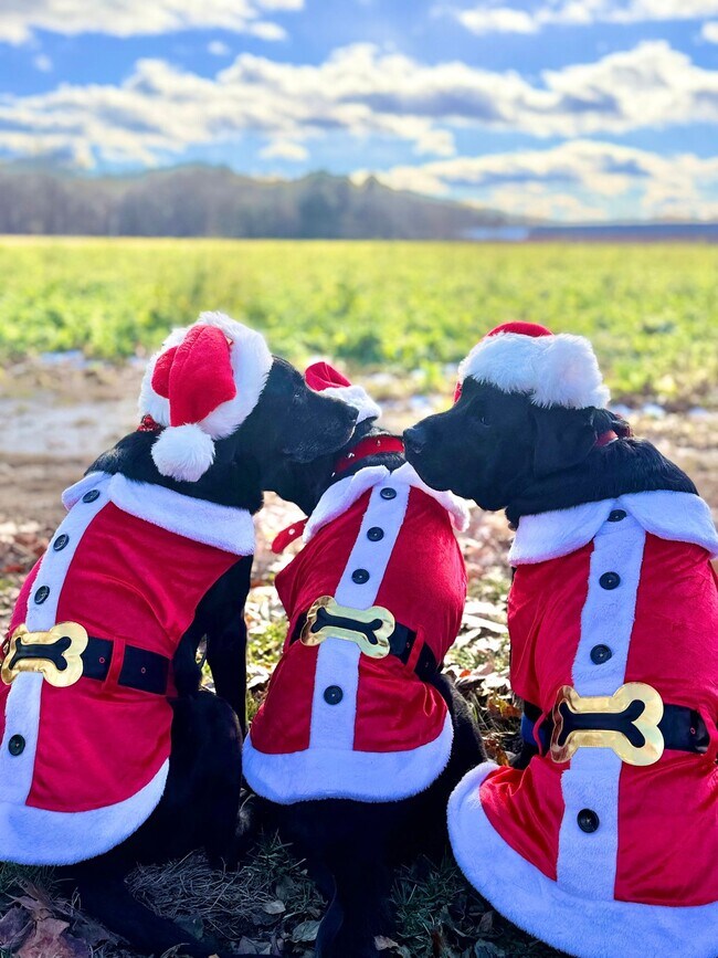 Building Photo - No "BAH HUMBUG" fees here! Rents always include high speed internet, cable, water, sewer, trash &...