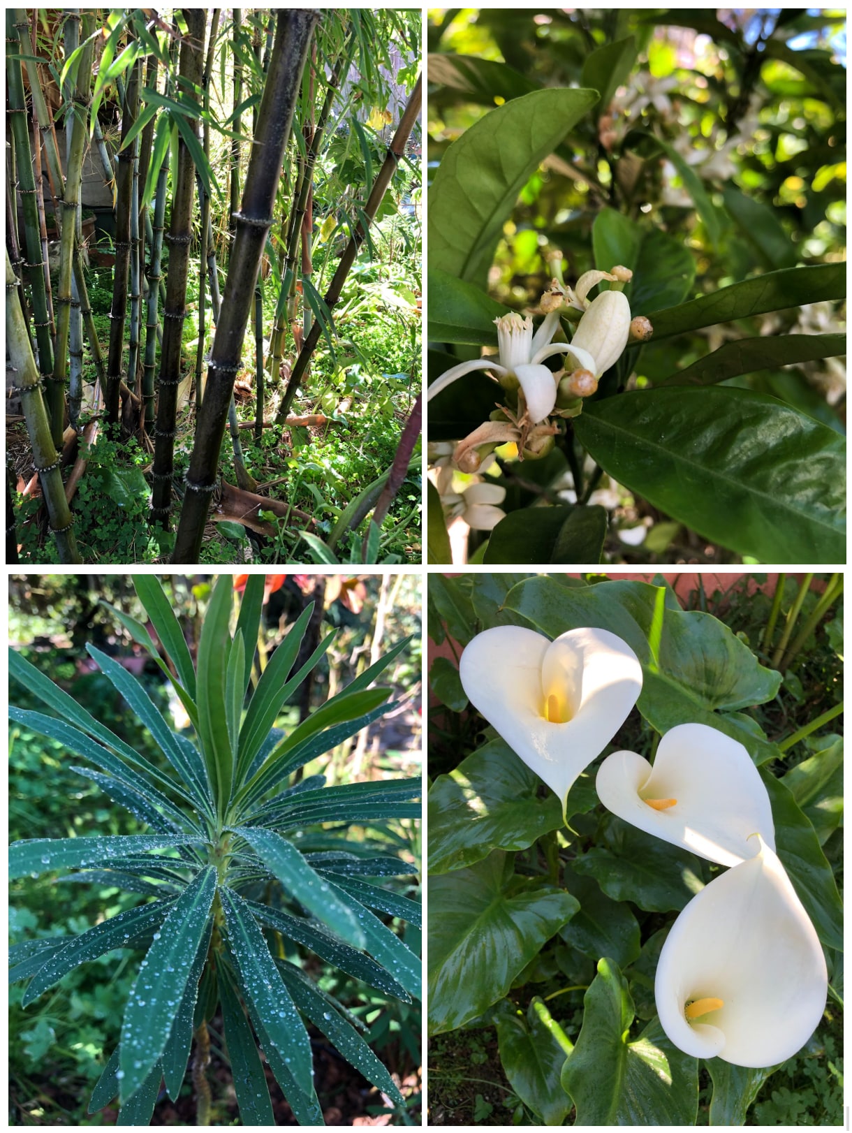 Building Photo - 19 Miramar Ave