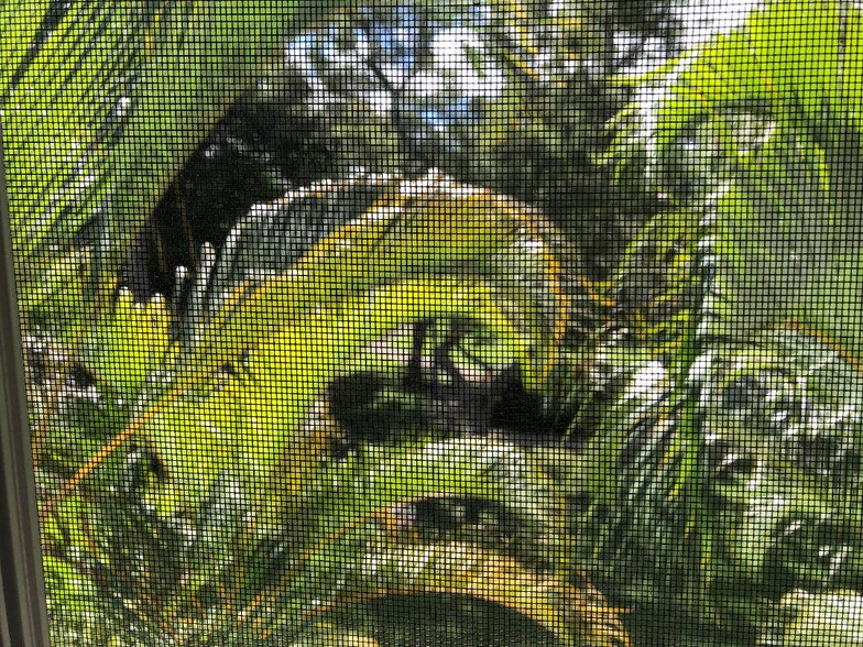 Garden view from bdrm - 95-644 Hanile St
