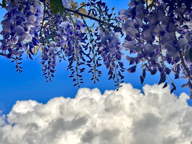 Wisteria archway entrance - 21 Woodswallow Ln