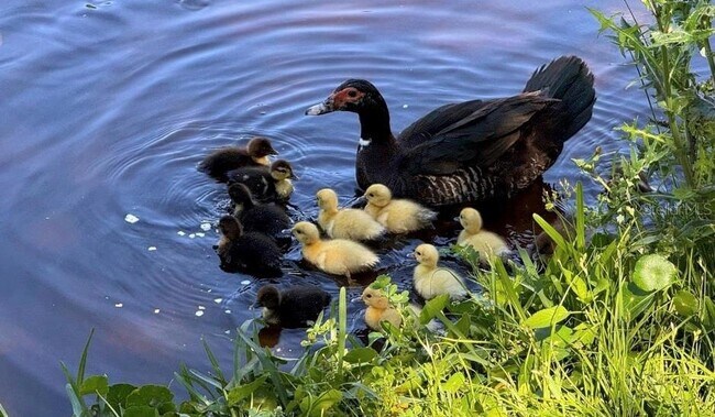 Building Photo - 237 N Hidden Tree Dr