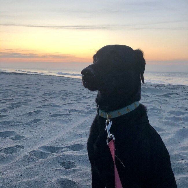 Building Photo - Gift yourself free application fees for this 1st Floor Immaculate 1 bedroom for rent in Sunny Myr...