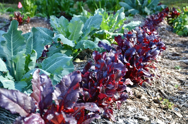 Community Garden - 5100 Blountstown Hwy