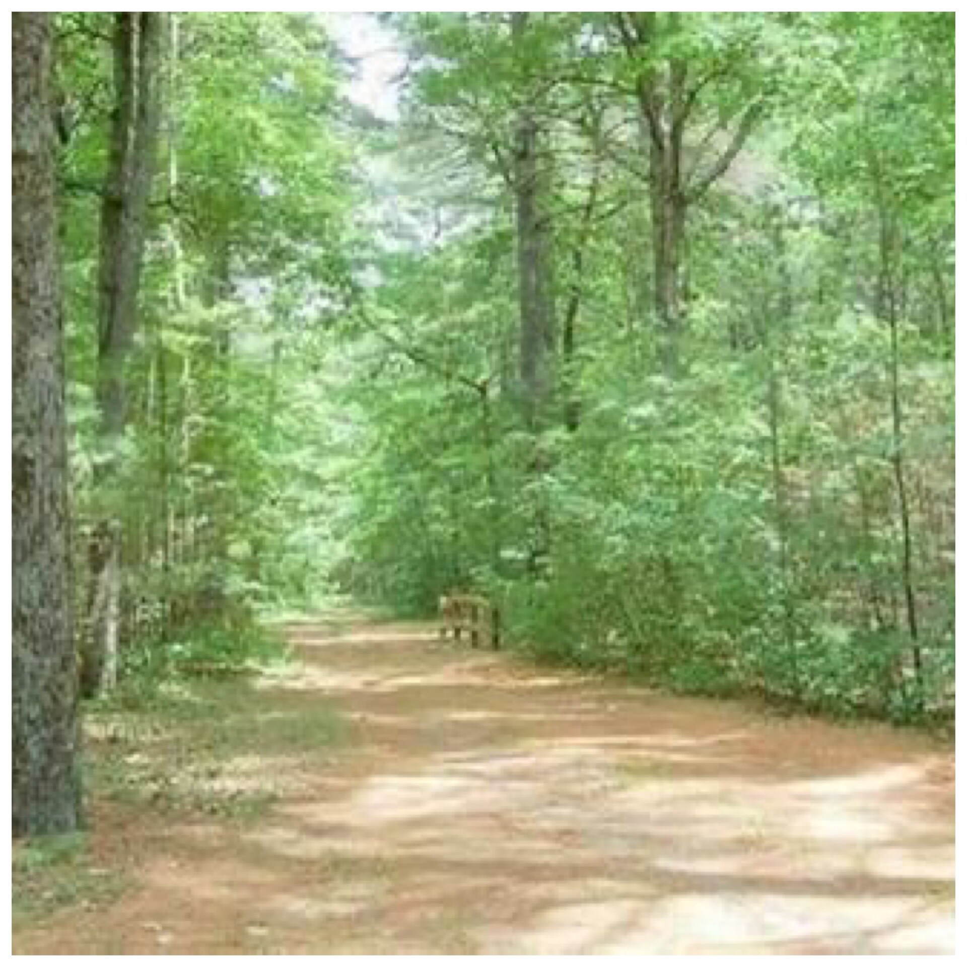 Private walking trails - 296 Bartemus Trl