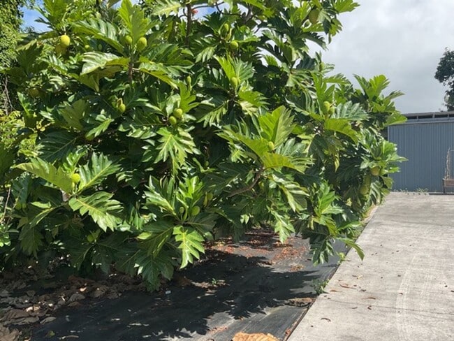 Building Photo - Remodeled Large Studio walking distance to town