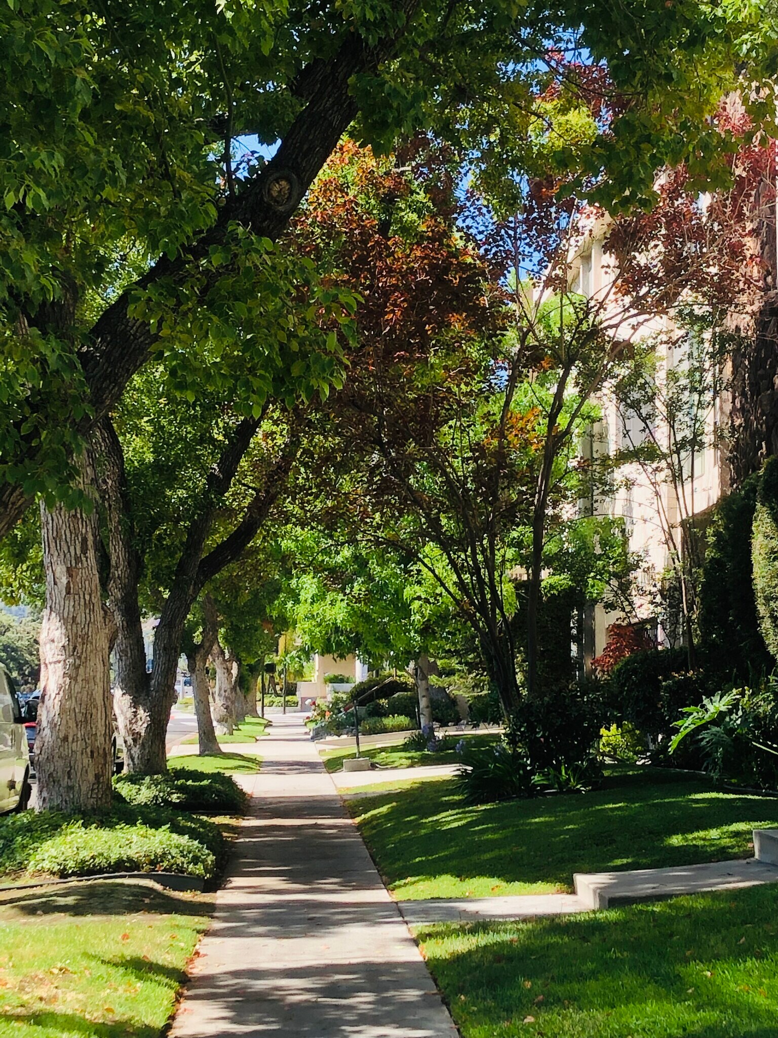 Beautiful tree-lined street - 515 N Jackson St