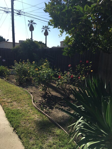 Roses - 3731 Lewis Ave