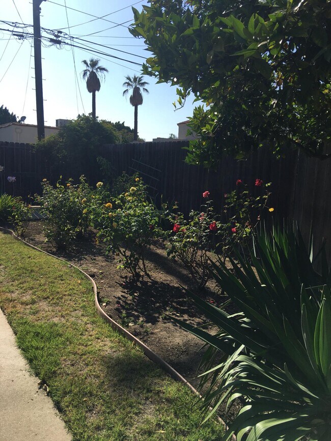 Roses - 3731 Lewis Ave