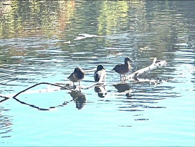 Building Photo - 81 Jolicoeur Ave