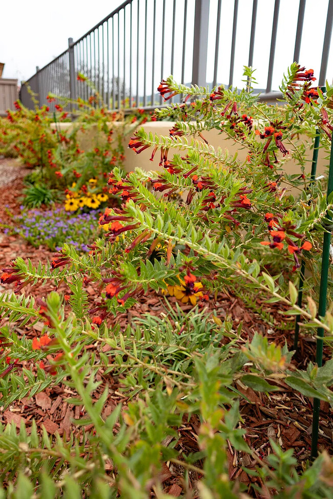 pretty landscaping out back - 948 Bolex Way