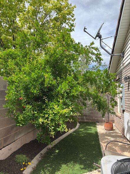 Backyard (pomegranate tree) - 559 E 300 S