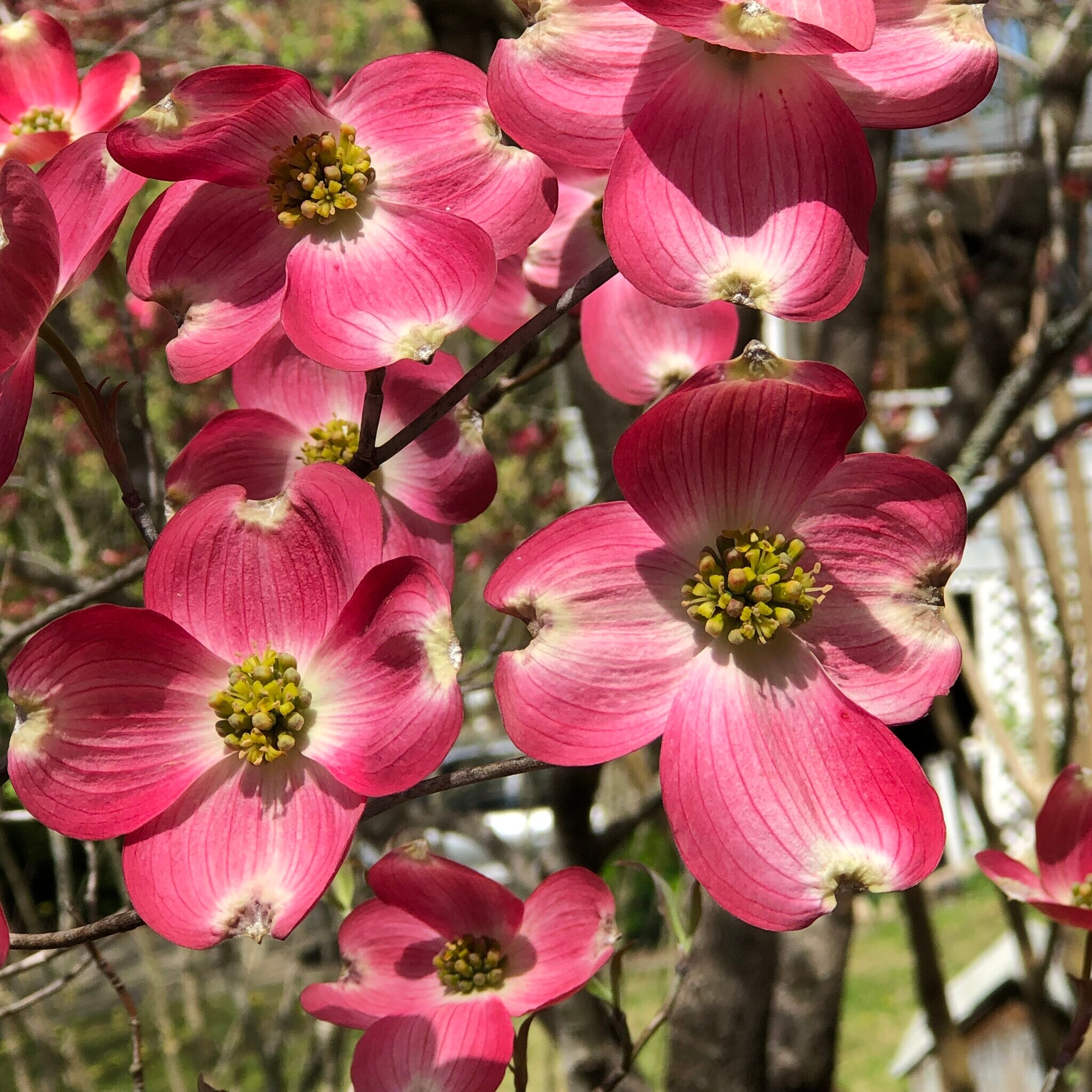 Building Photo - 159 Abbey Fields Ln