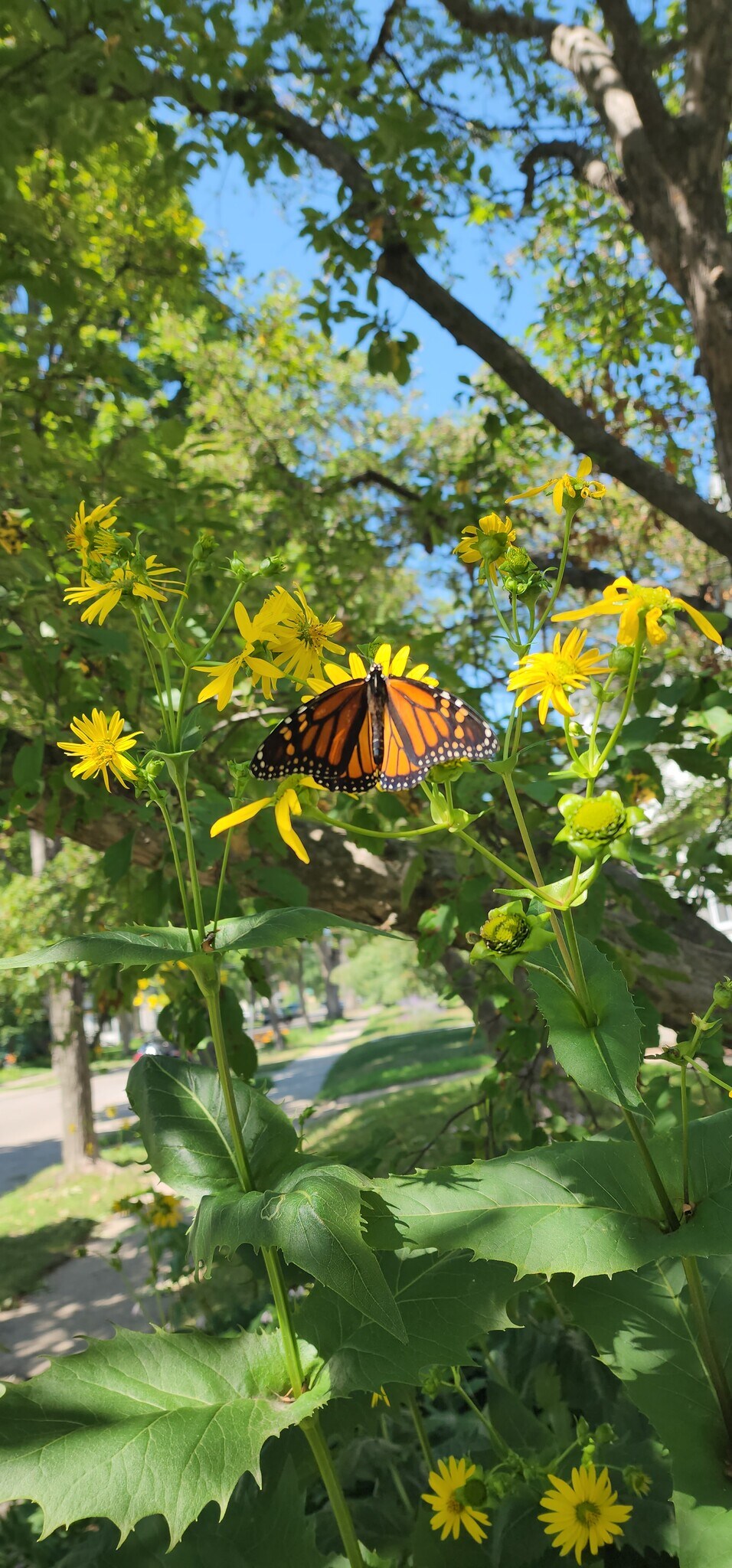 Colorful seasonal plantings attract butterflies and other pollinators throughout the warmer months. - 1901 -2301 Fillmore Street NE Minneapolis, MN 55418