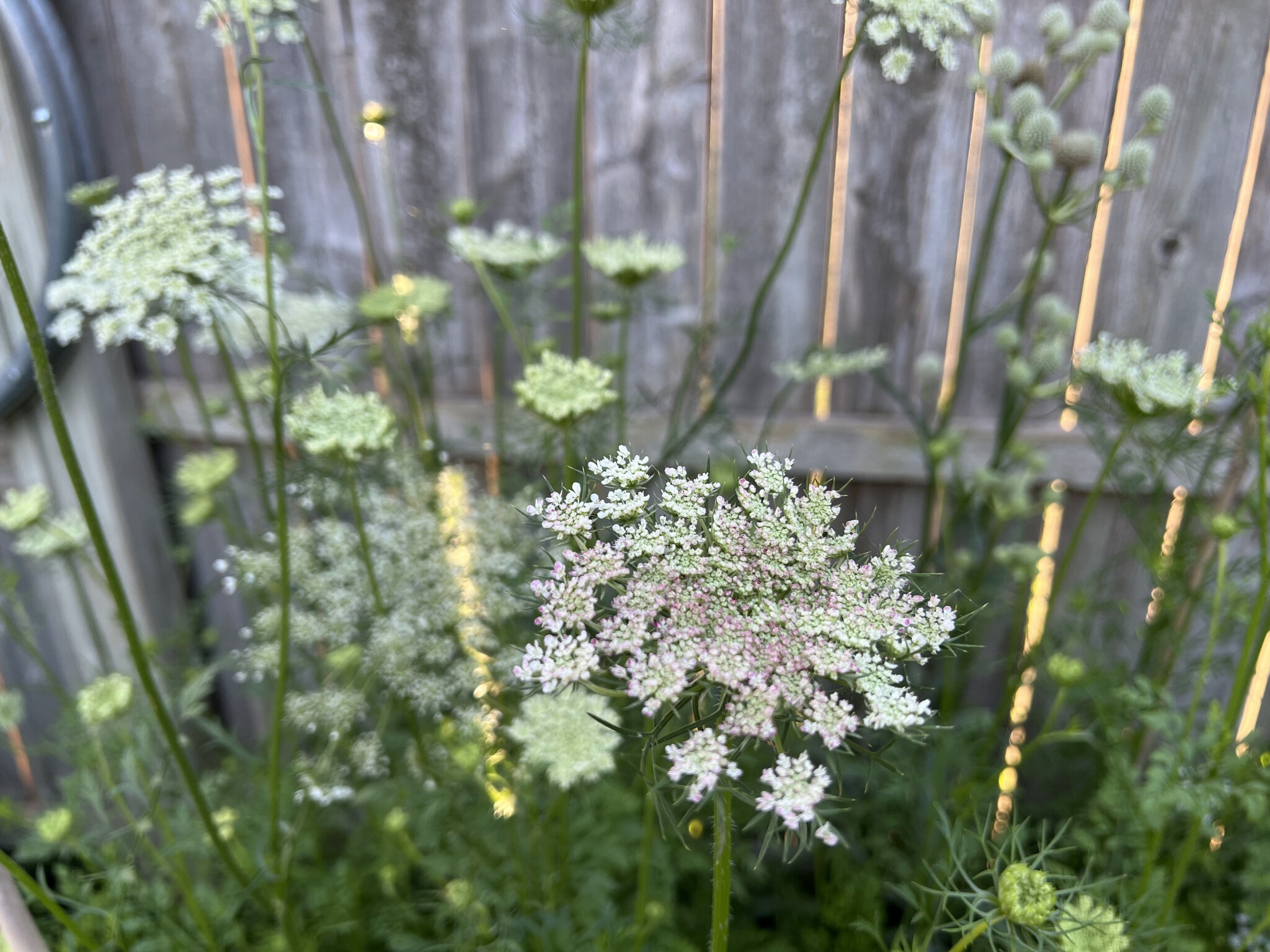 Queen Anne's Lace - 3817 Lafayette Ave