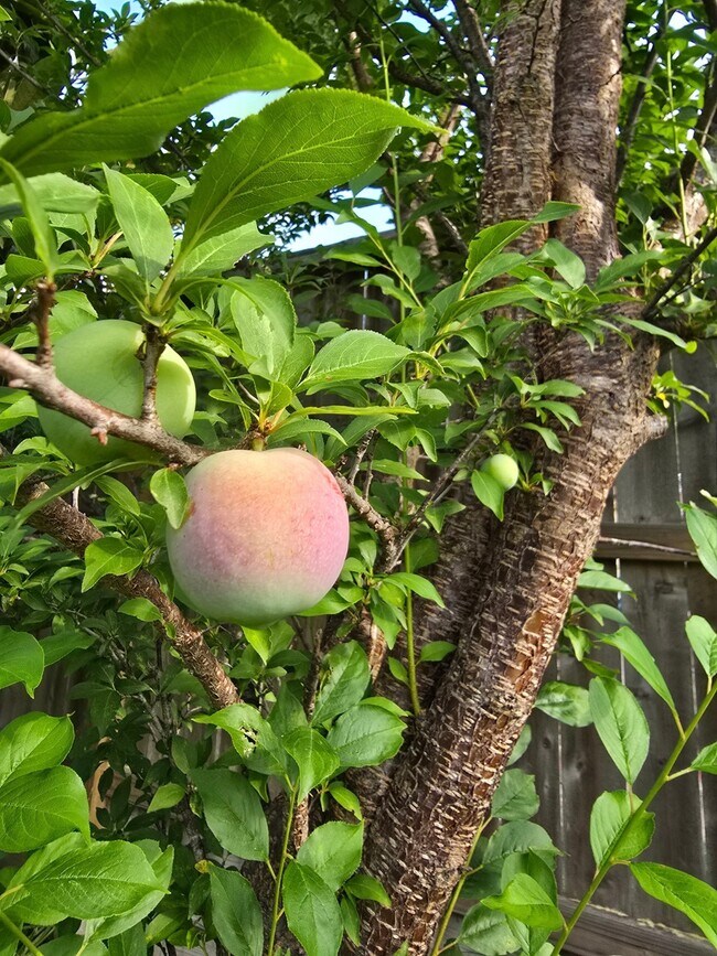 Building Photo - 24642 Cornell Park Ln