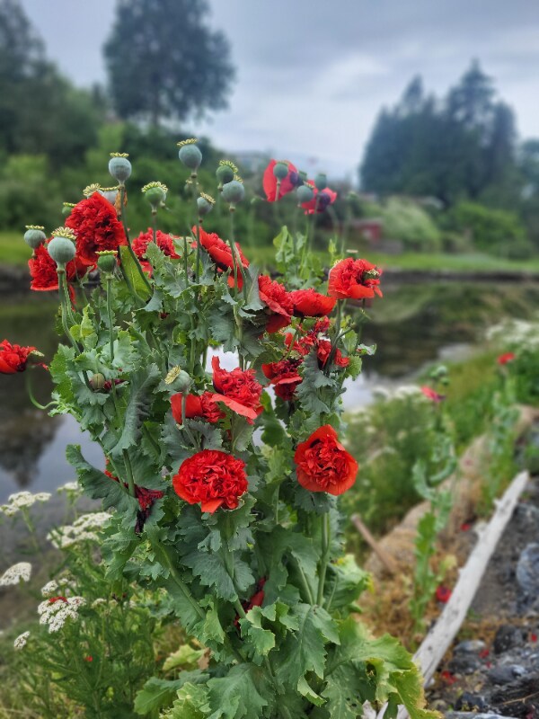 Building Photo - 7398 Birch Bay Dr