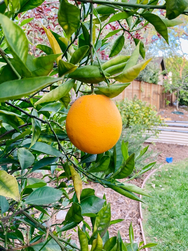 Building Photo - 5265 Loleta Ave