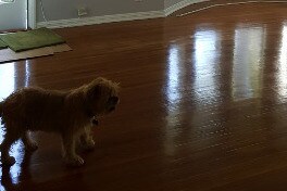 Pet Friendly - 305 N Palm Ave