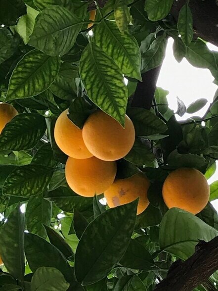 Building Photo - 5246 Canoga Ave