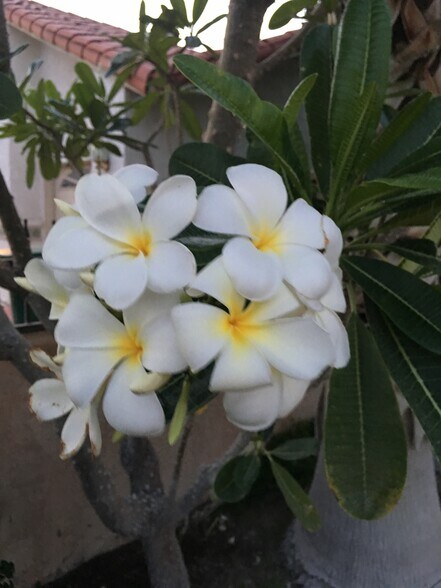 The plumeria blossoms smell wonderful in spring! - 68820 Risueno Road