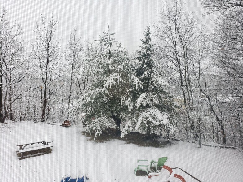 Back yard - 25 Pinehurst Rd