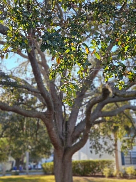 Tree outside bldg - 129 Camphor Cir