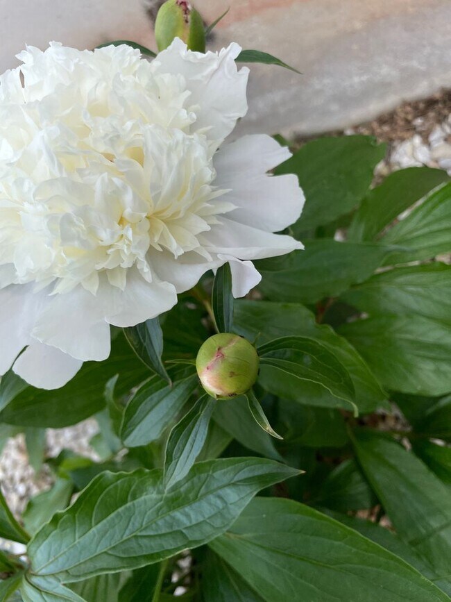 Building Photo - PRE-LEASING - Fully Furnished 6mo Short Term Rental in Ozark