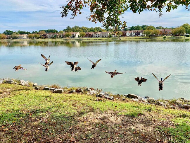 Building Photo - READY NOW!! Completely Updated 3-Bedroom Townhome in Kempsville Lake! Fenced Backyard - Pet Frien...