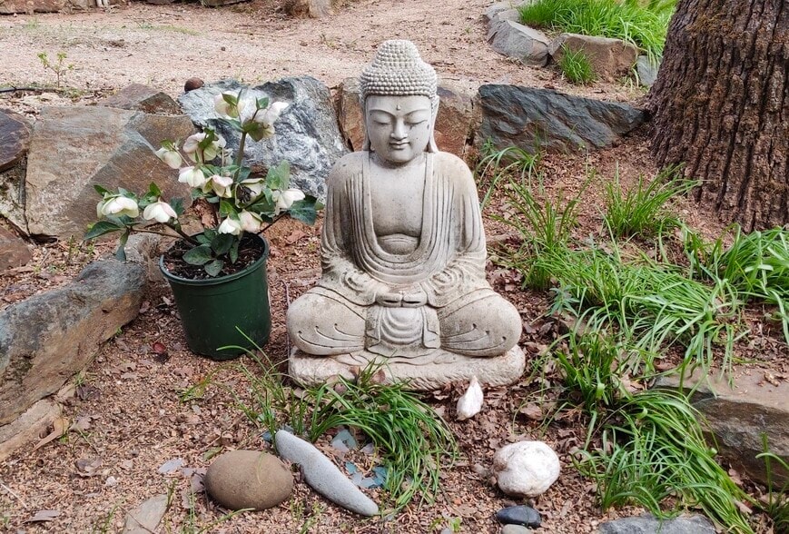 Buddha - 165 Terrace St