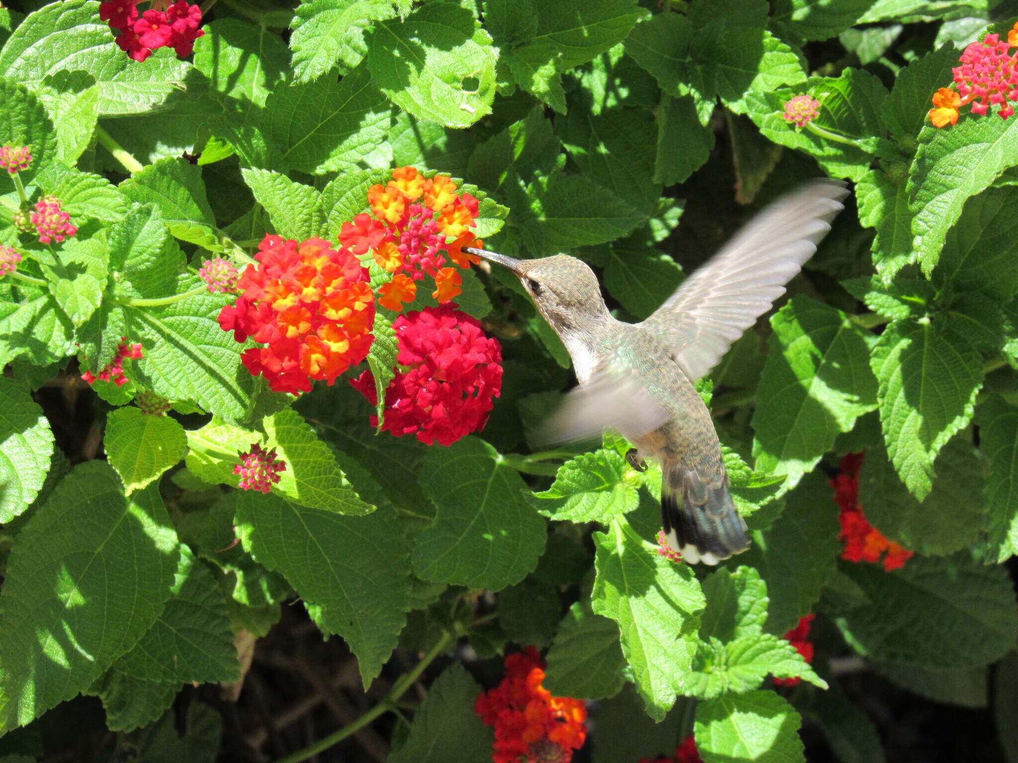 Nature just outside - 4620 N 68th St
