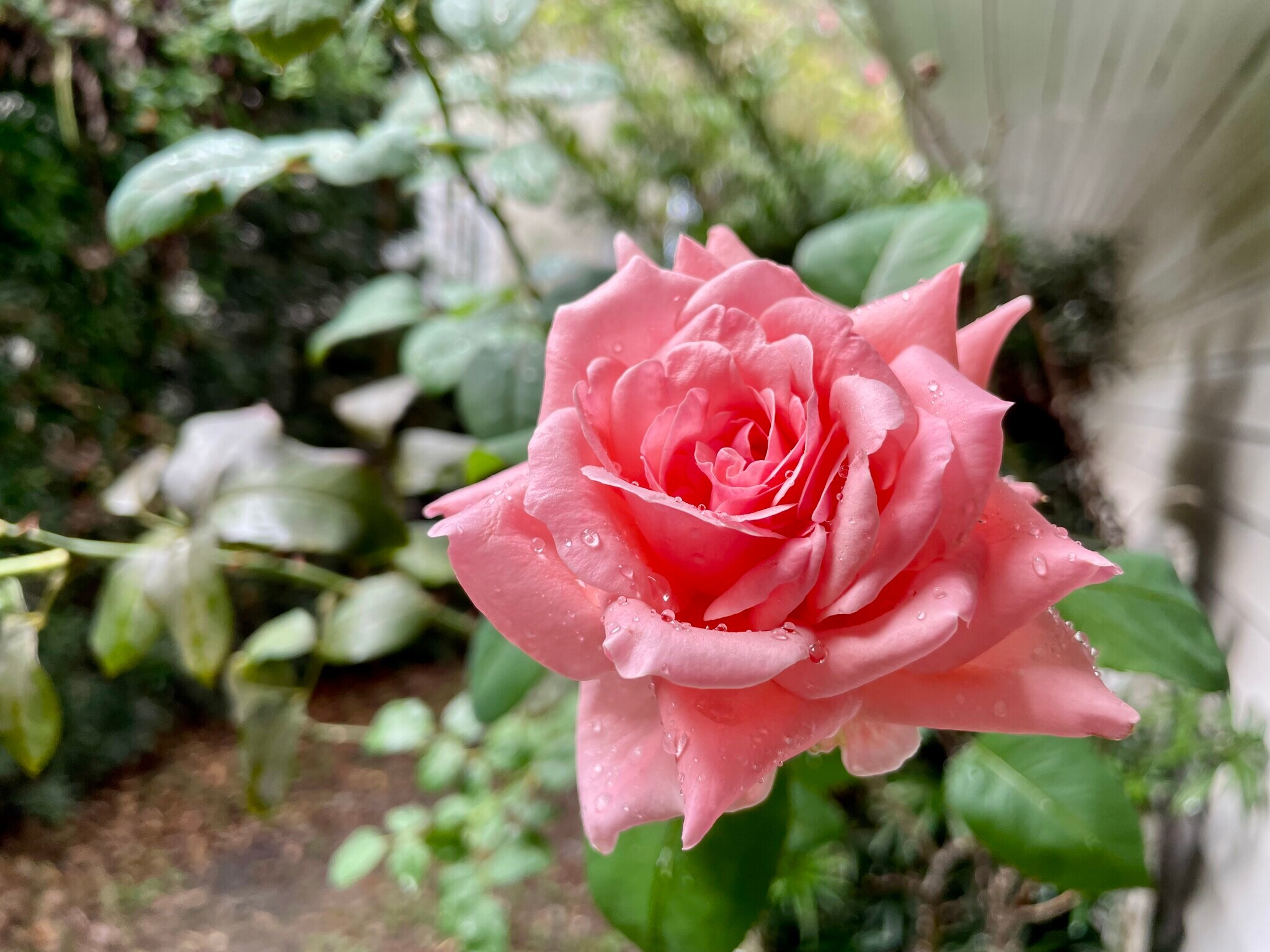 Garden - 912 Wilson Dr