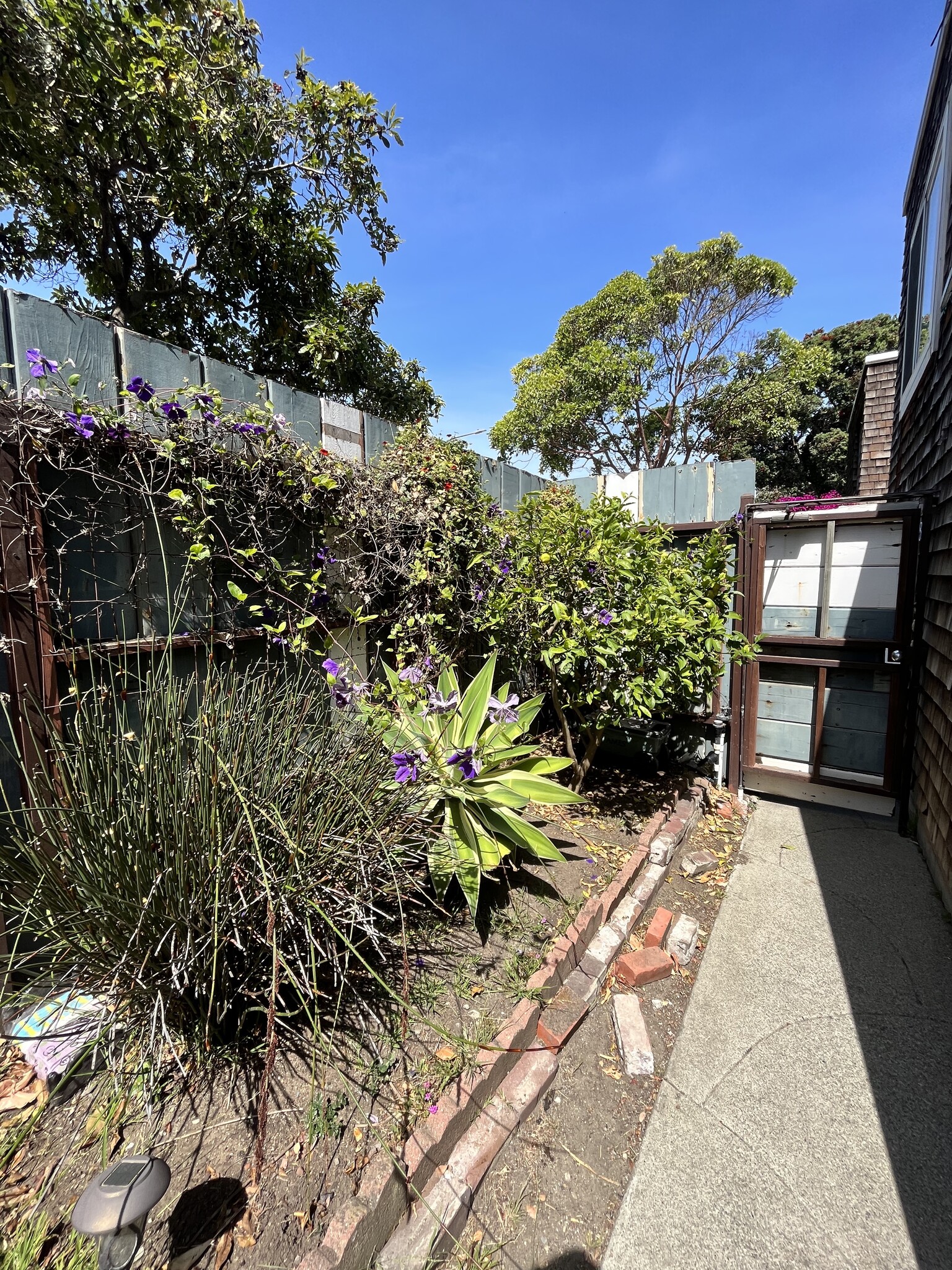 Front Gate w/ Meyer Lemon Tree - 1482 Innes Avenue