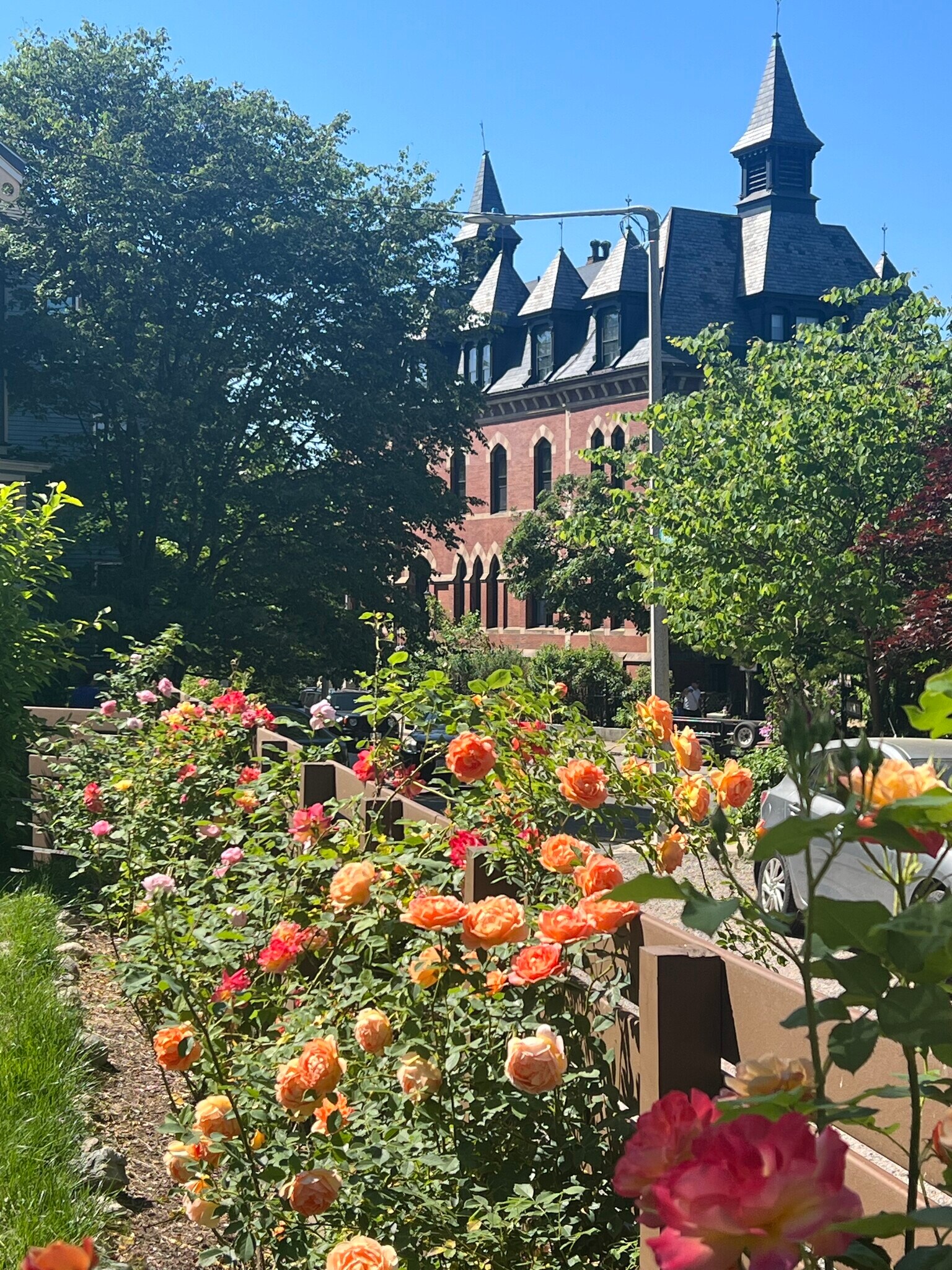 Roses in the backyard bloom in the Spring and Summer - 8 Alveston St