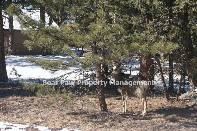 Building Photo - Amazing Views of Mt. Evans in Evergreen Highlands!