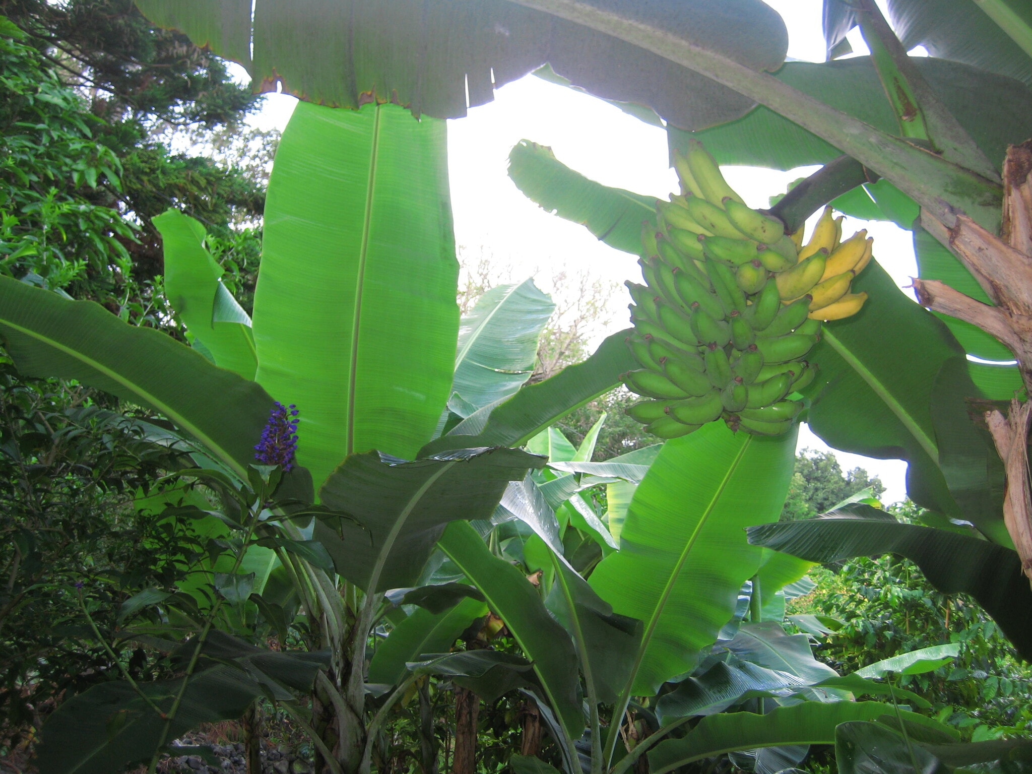 Building Photo - 87 Mamalahoa Hwy
