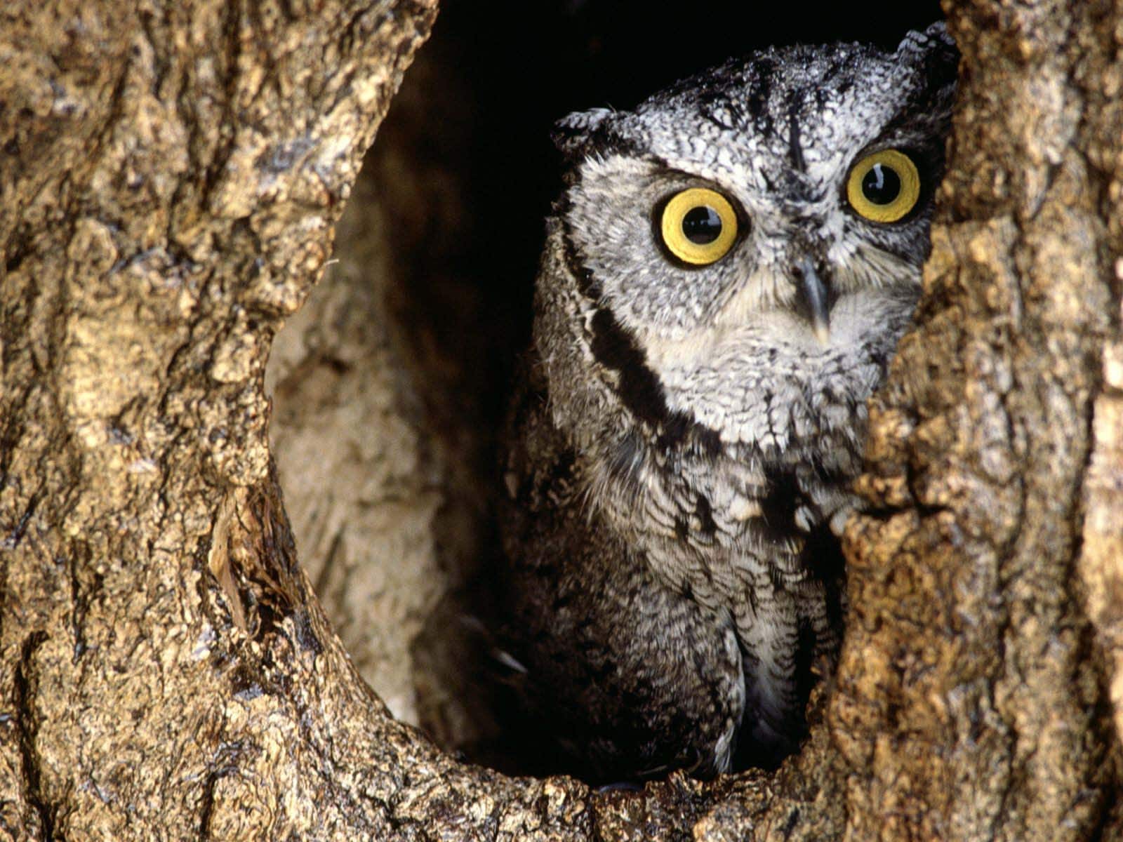 Owl is placeholder for pending pictures of the property. - 230 Middlebury Dr.