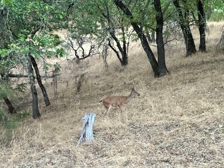 Building Photo - 1615 Virginia Ln