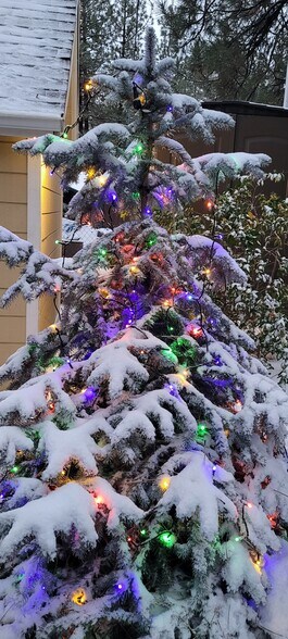 Blue Spruce Tree outside window - 1357 Ross St