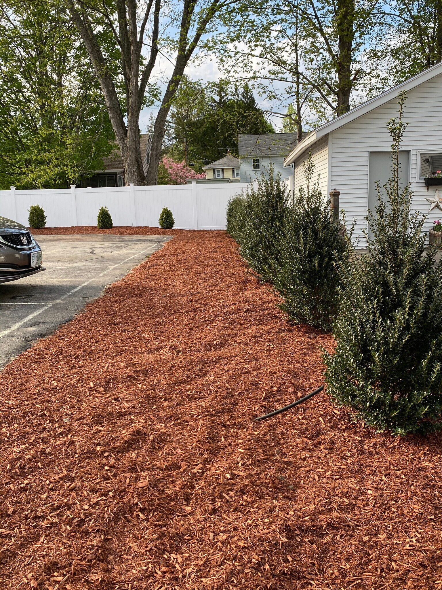 Privacy landscape - 2 1/2 Courtland St