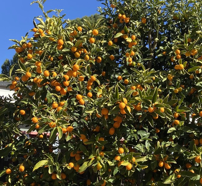 Kumquat Tree at Front Porch - 31392 La Matanza St