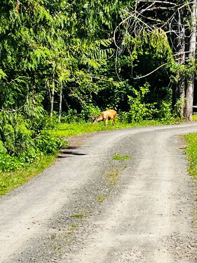 Building Photo - Wonderfully Eclectic Bainbridge Home, Perfect for Nature Lovers!