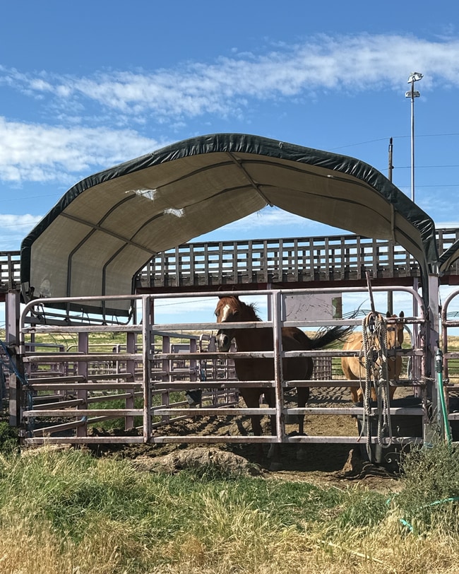 Building Photo - Country Home with Optional Horse Paddock Stalls