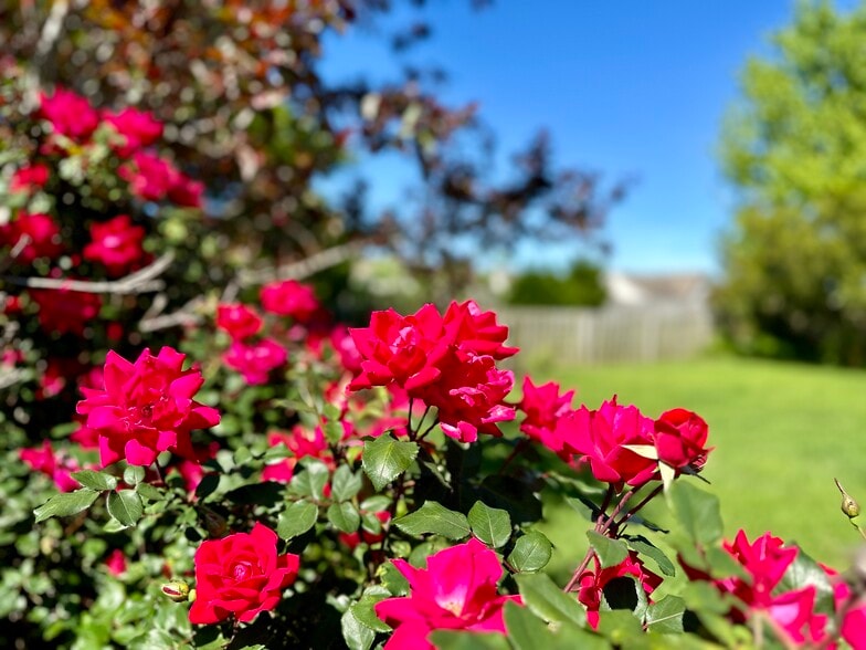 Roses in the Backyard - 213 Red Carnation Dr