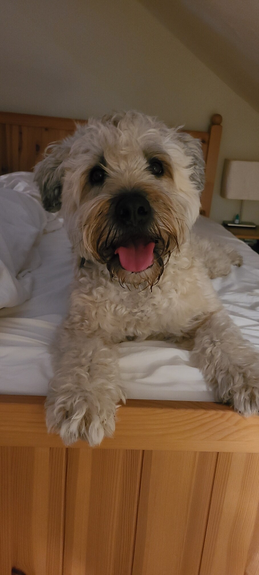 Dogs welcome! Our resident dog. - 63 Jackson Rd