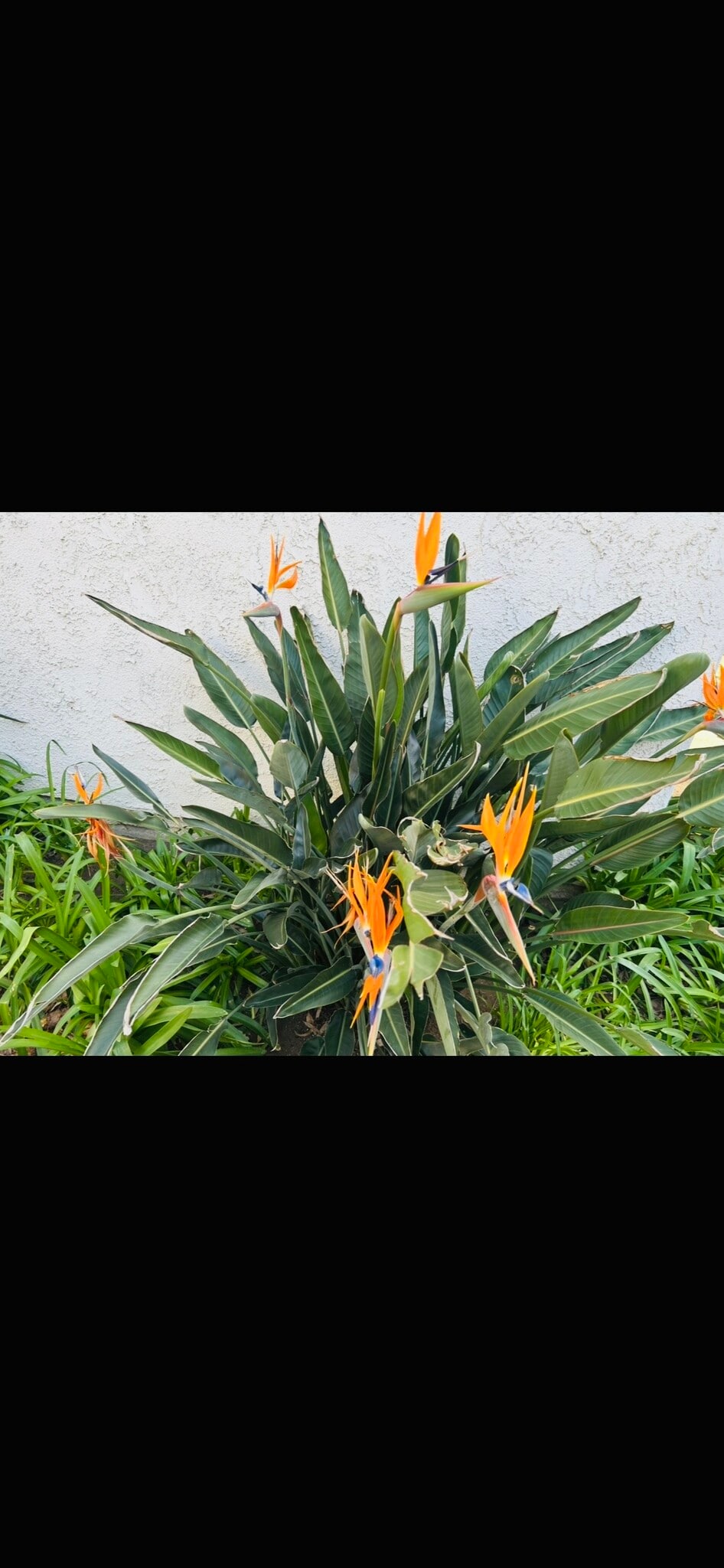 Lots of greenery - 21800 Schoenborn St