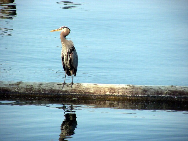 Building Photo - 6246 NE Eagle Harbor Dr